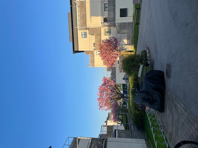 IMG 4645